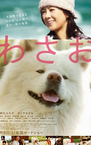 Chú Chó Akita - Wasao